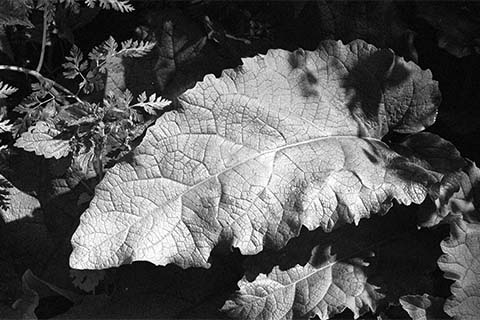 Percorso formativo di fotografia Roma